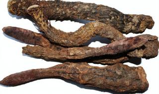 梭梭树根部寄生 梭梭树根部寄生